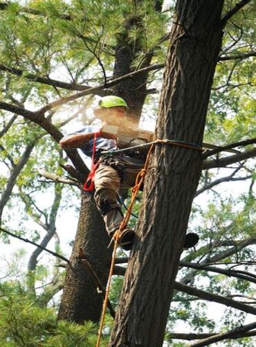 Tree Cutting in SudburyArea ON
