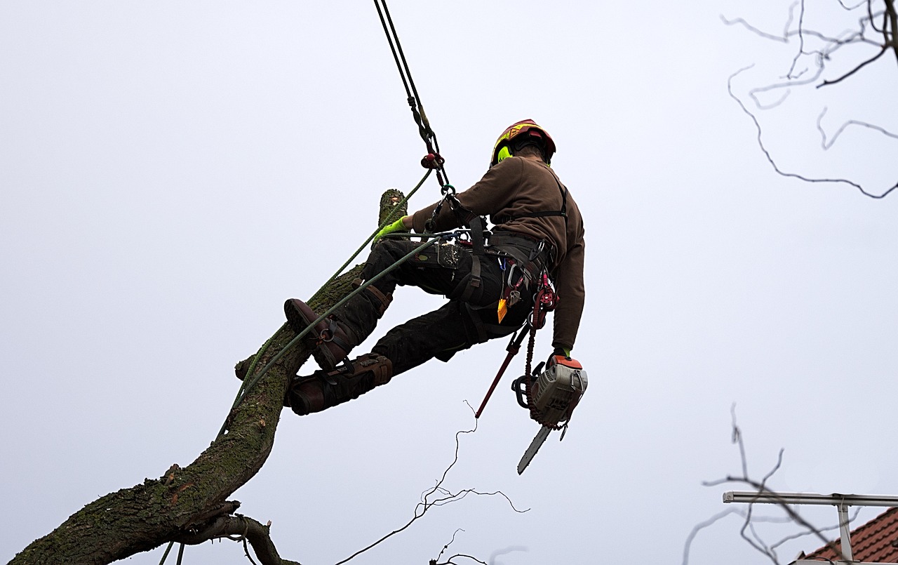 ISA certified arborist tree cutting Kingston