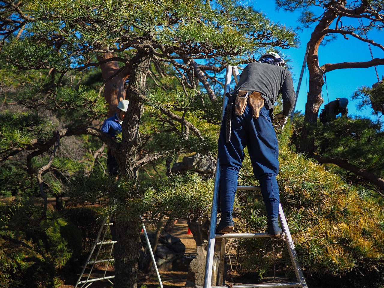 Tree cabling and bracing service in SudburyOn