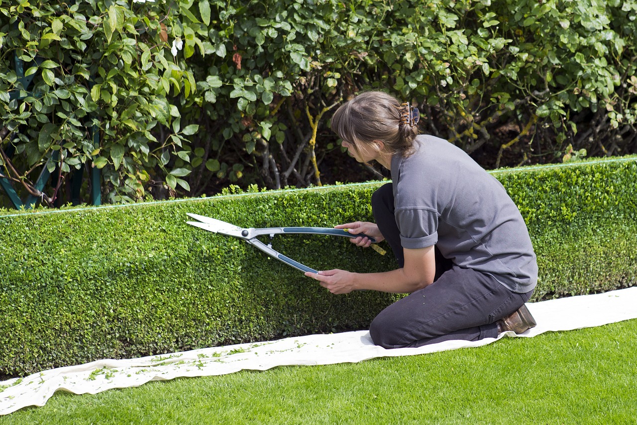 Shrub Pruning in SudburyOntario