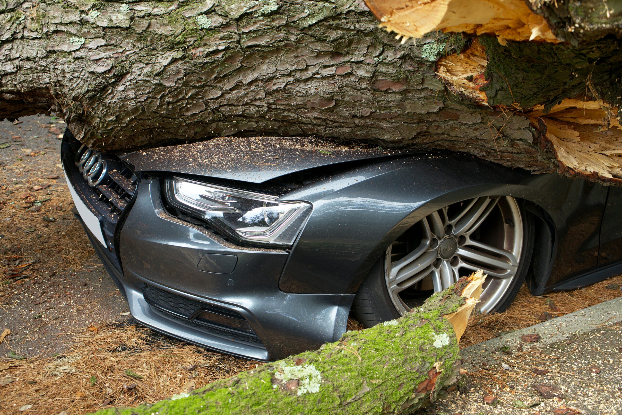 24 hour emergency tree service SudburyON