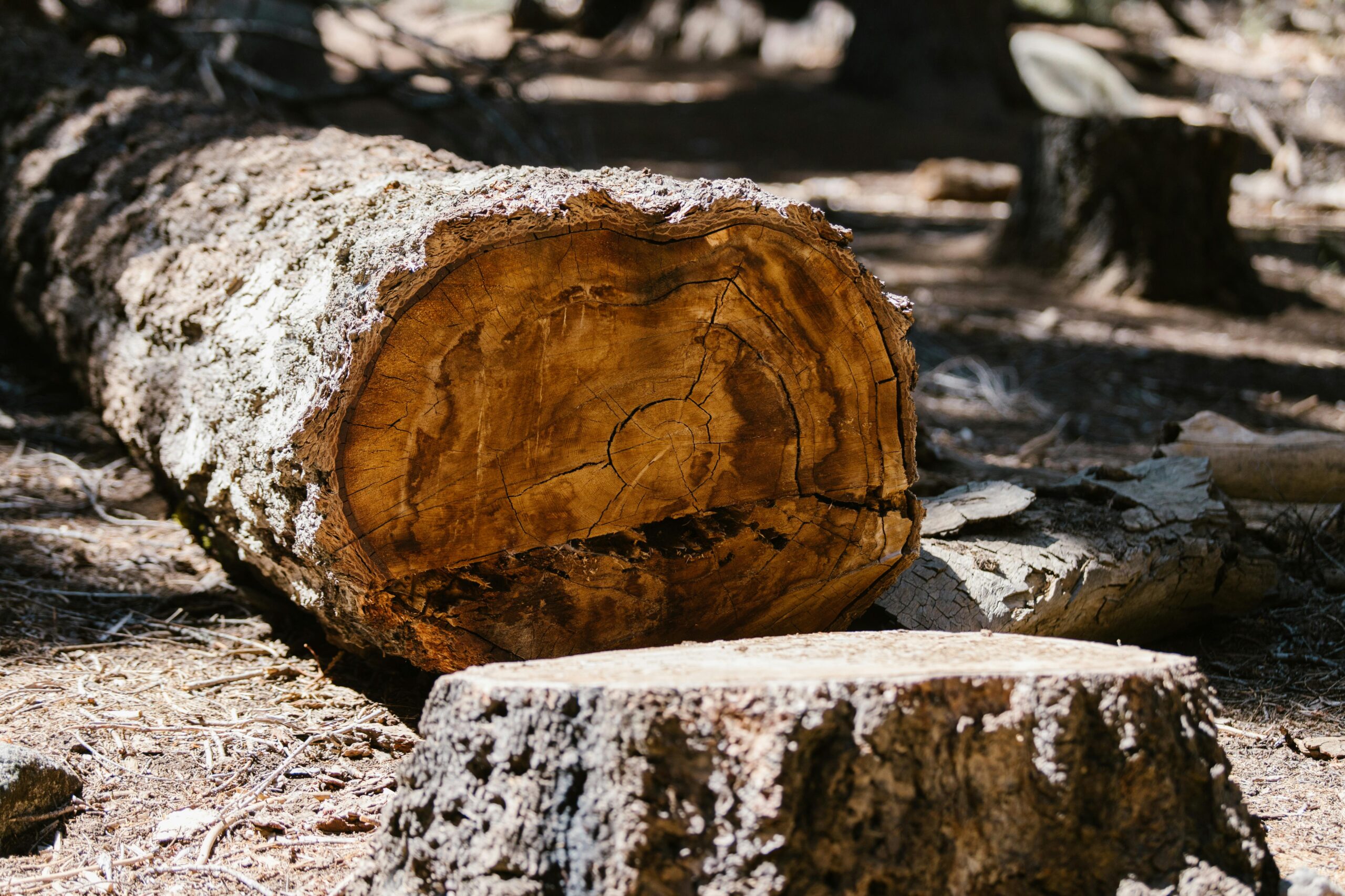 Tree Trunk Removal SudburyOntario