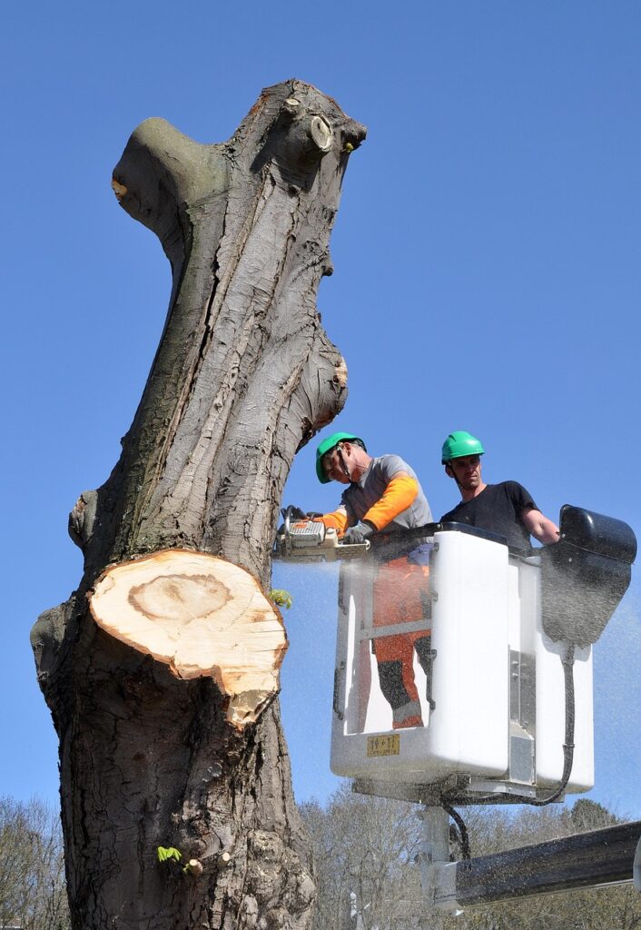 Tree Removal Service in SudburyOntario