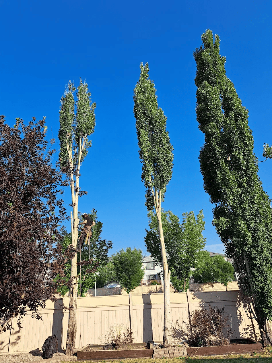 Tree Removal Services Kingston