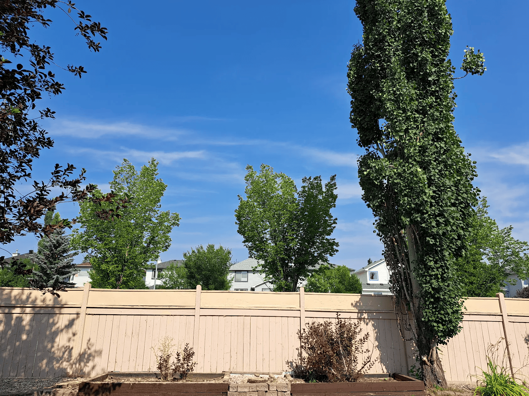 Tree Removal Services Kingston