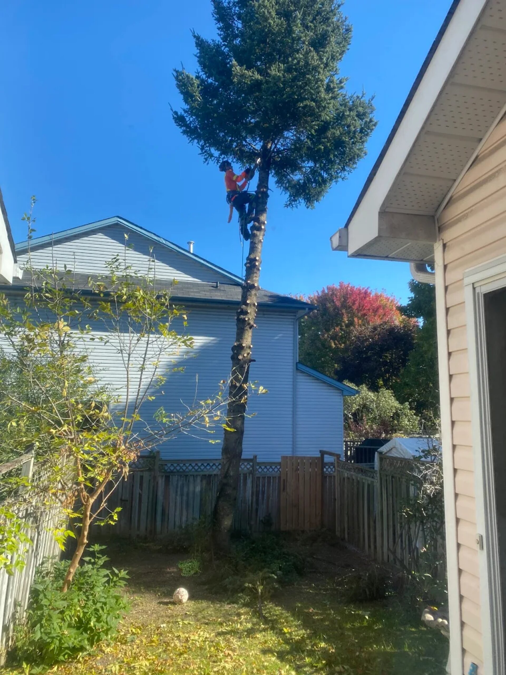 Tree Service SudburyOntario
