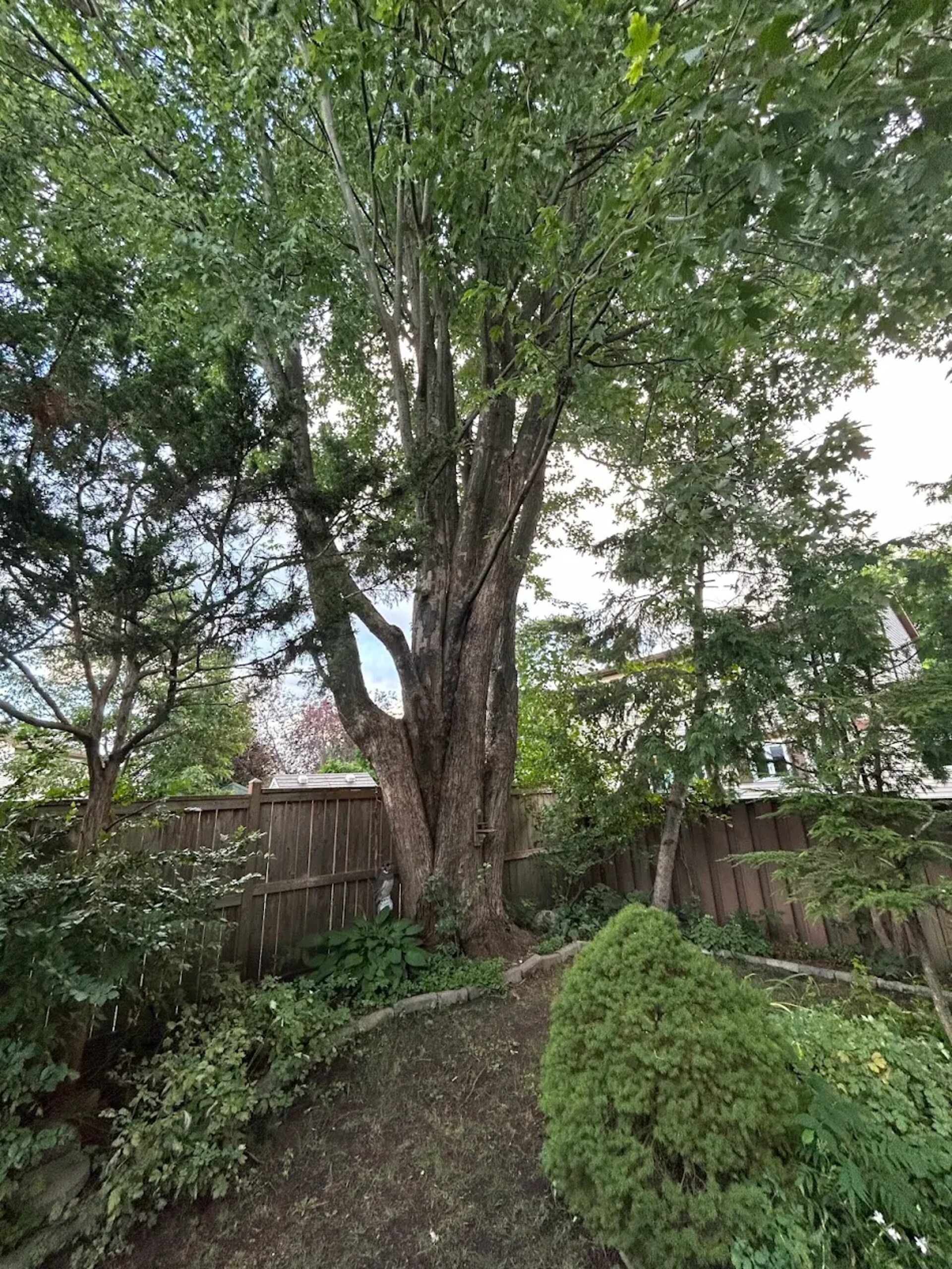 Tree Service SudburyOntario