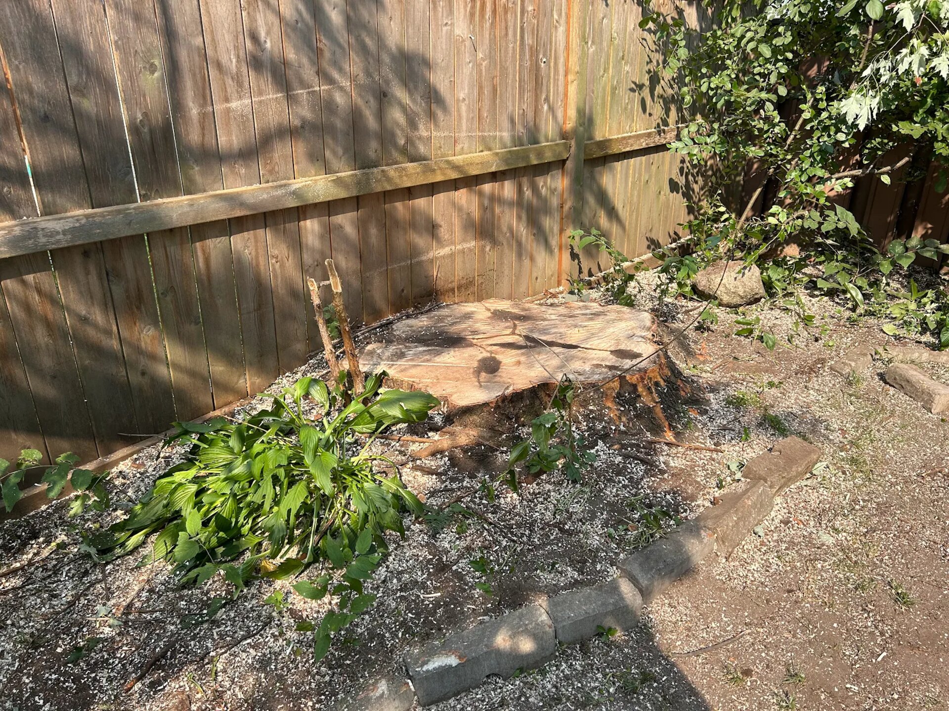 Tree Service SudburyOntario