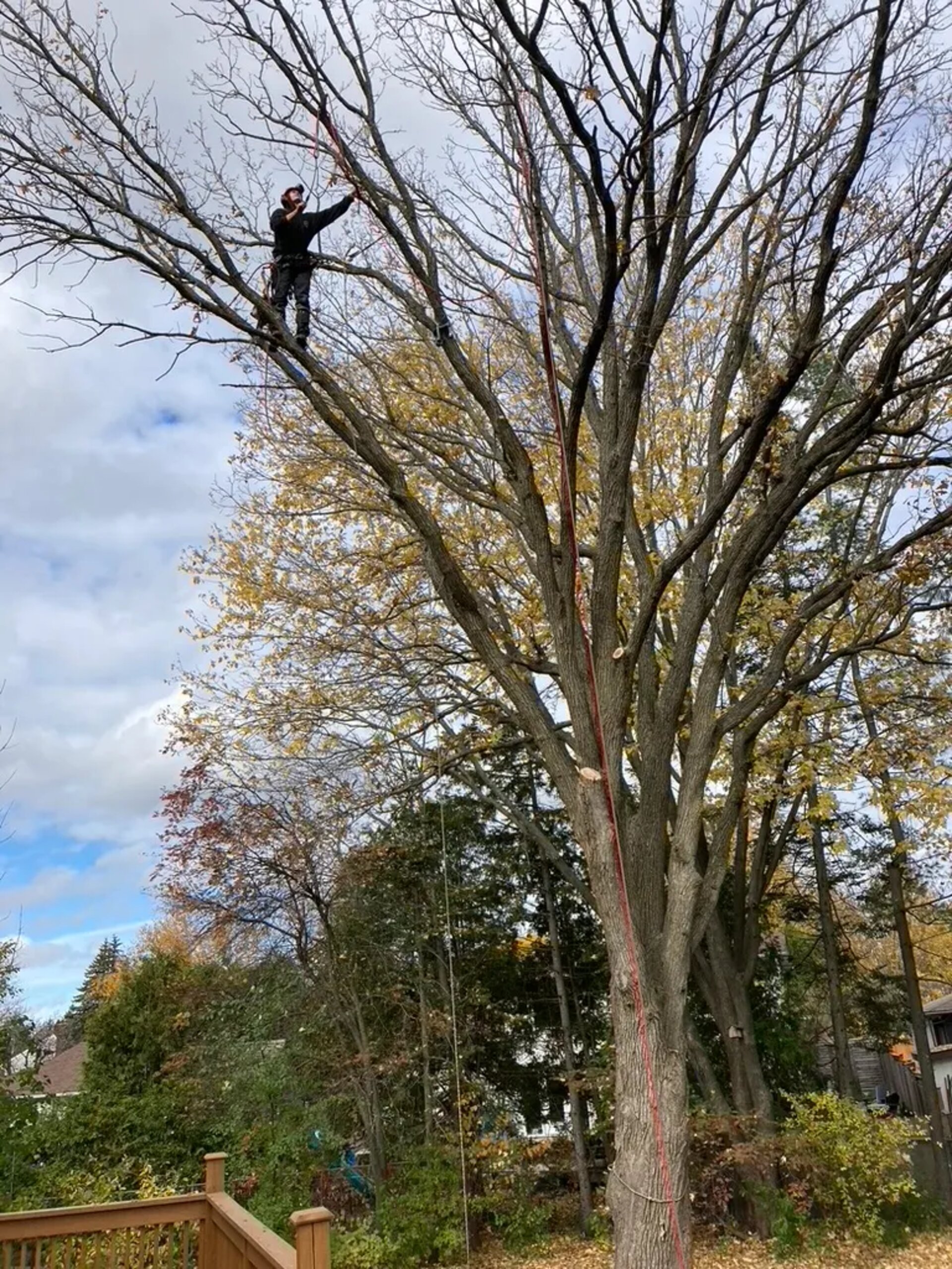 Tree Service SudburyOntario