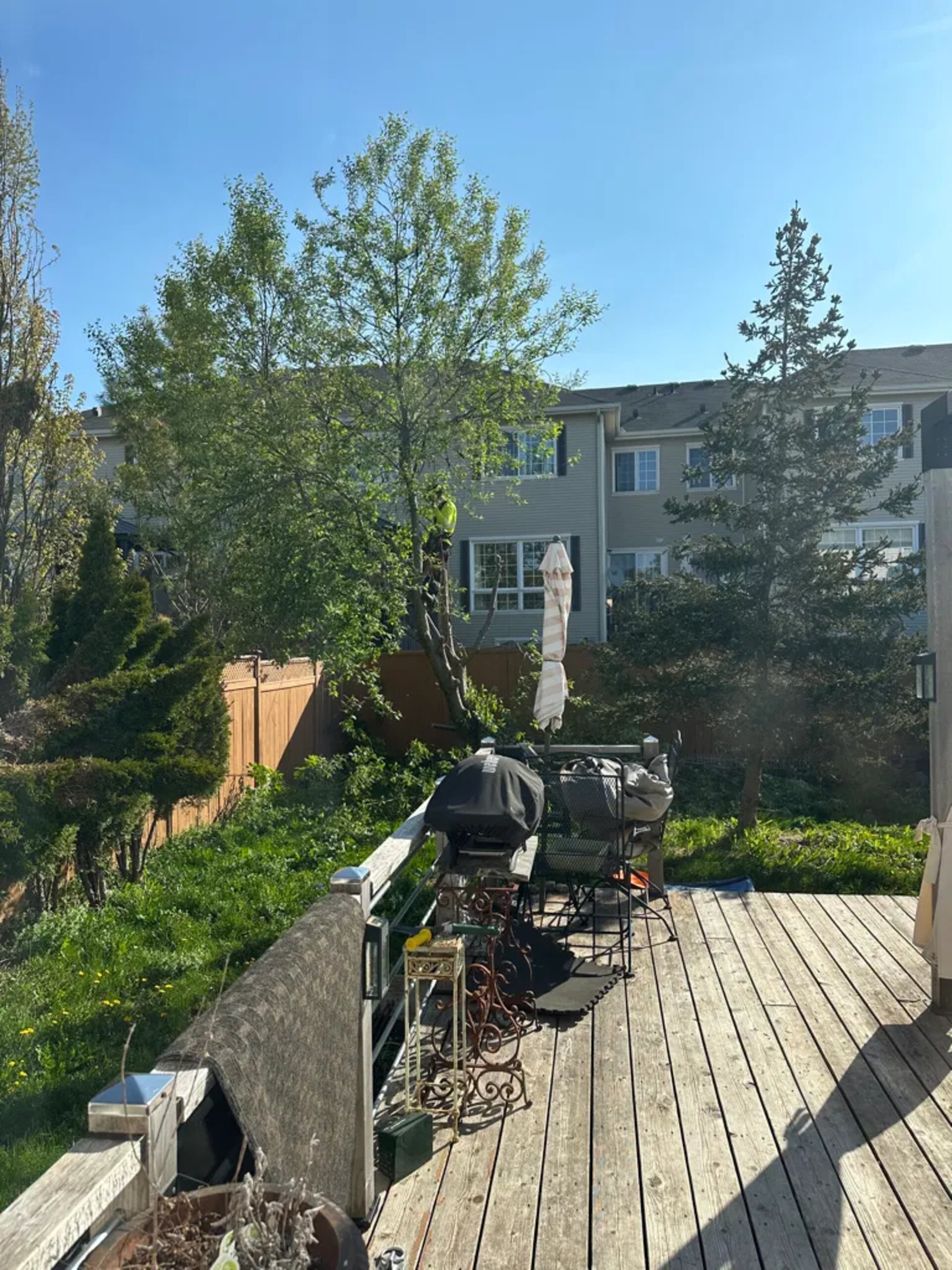 Tree Service SudburyOntario