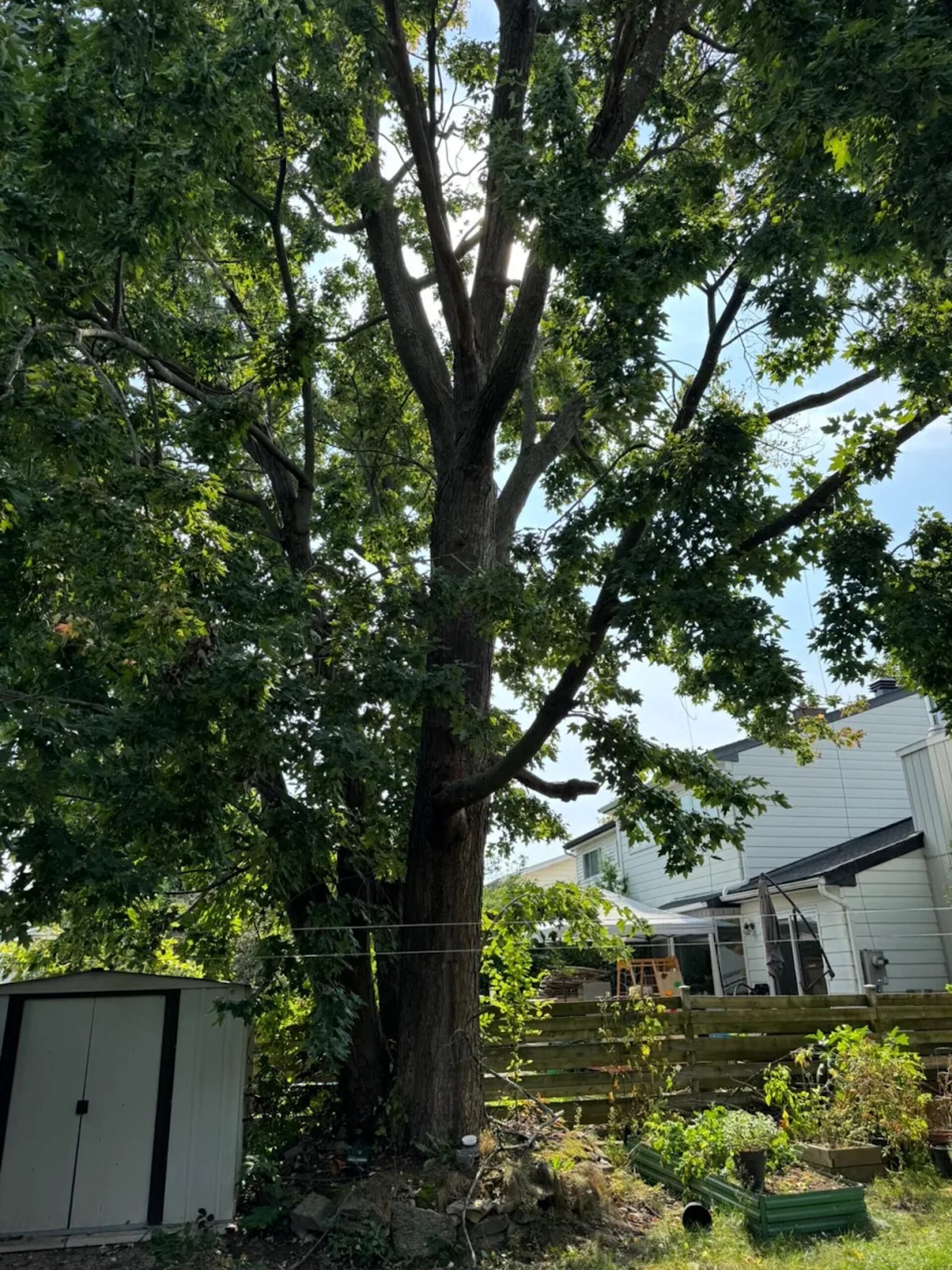 Tree Service SudburyOntario