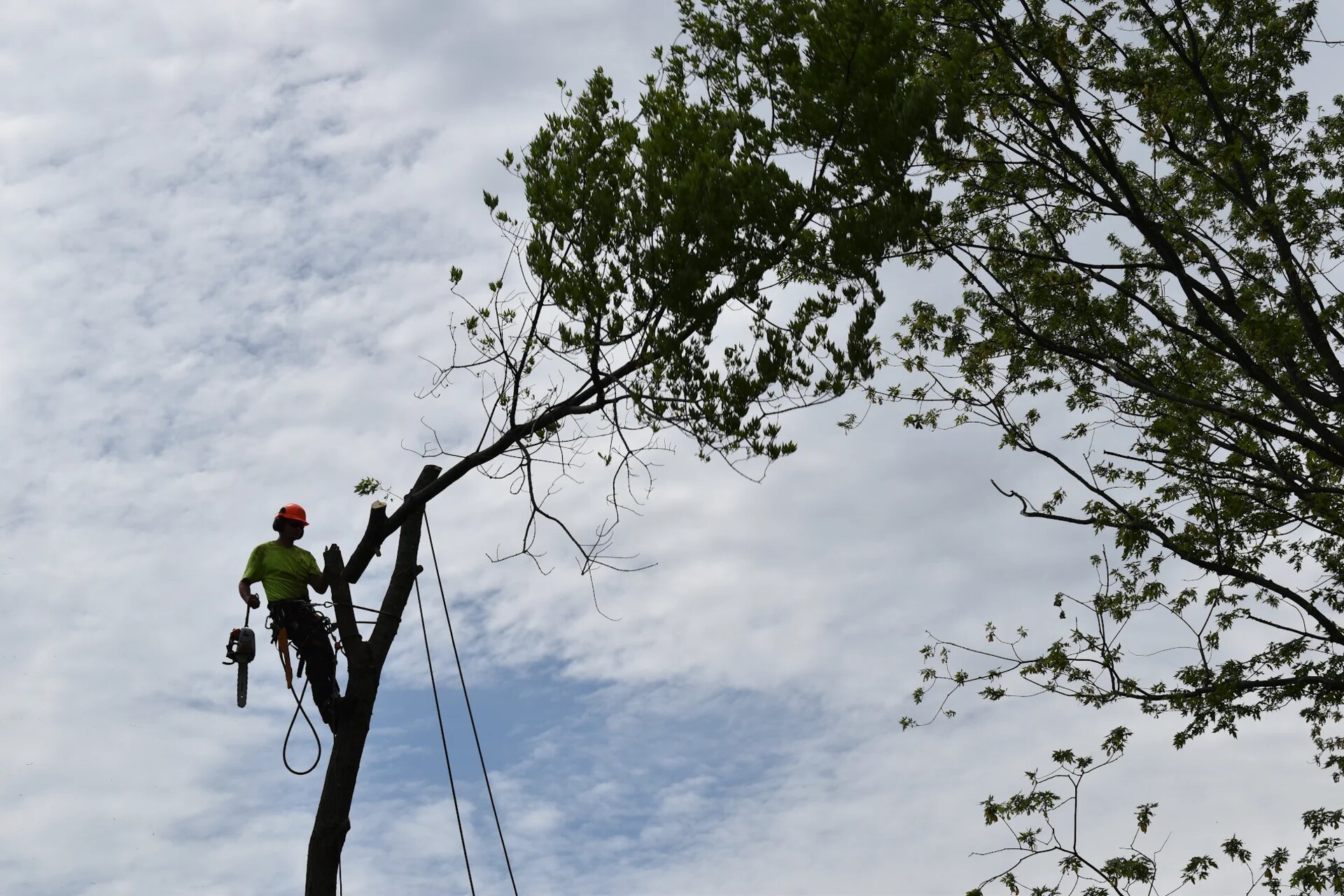 Tree Service SudburyOntario