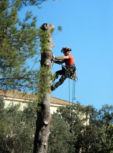 ISA certified arborist emergency tree cutting in SudburyArea